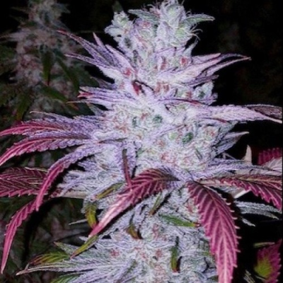 Ethos Genetics - Early Lemon Berry RBX