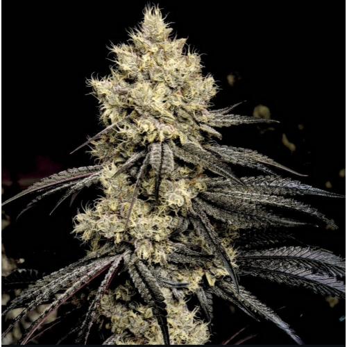 Ethos Genetics - Pillows R1