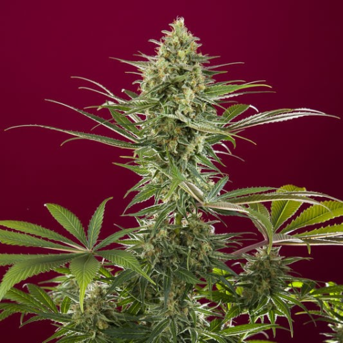 Reggae Seeds - Sra. Amparo