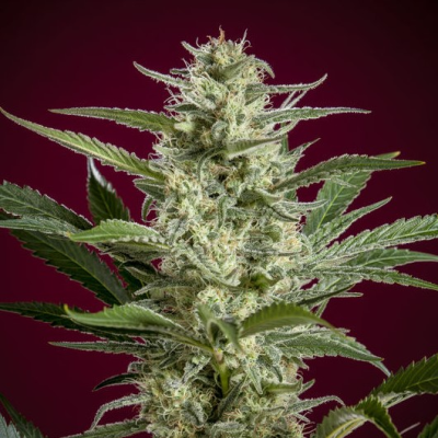 Reggae Seeds - Blackdance