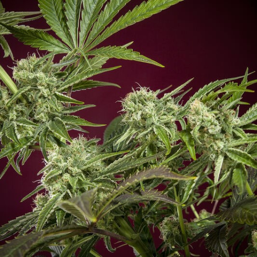 Reggae Seeds - CBD Republik 1