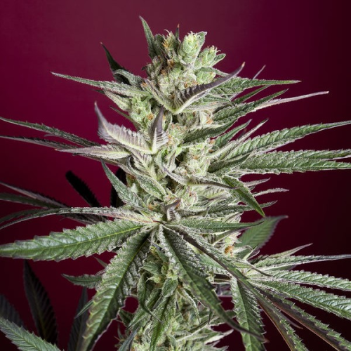 Reggae Seeds - Juanita La Lagrimosa