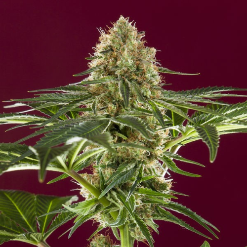 Reggae Seeds - Kalijah regular