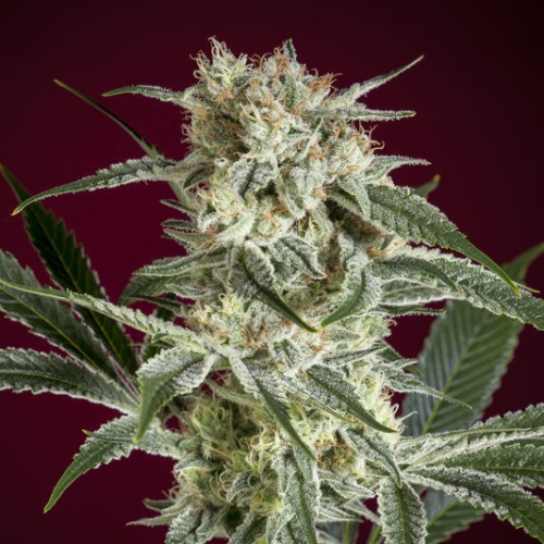 Reggae Seeds - OHaze Red