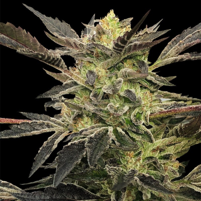 Silent Seeds - Pink Sunset Auto