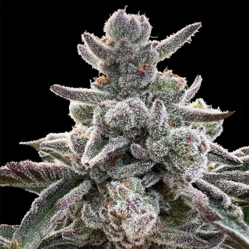 Silent Seeds - Polar Gelato