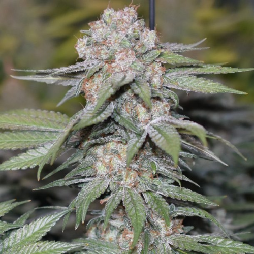 Soma Seeds - Somango Pineapple