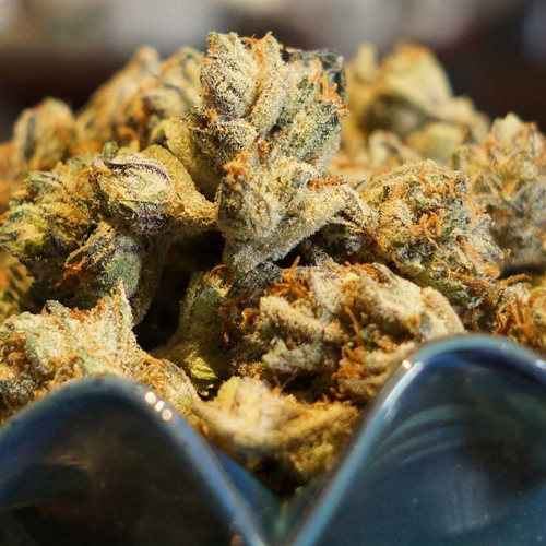 Soma Seeds - Somalicious