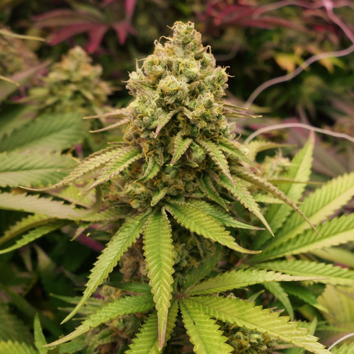 Soma Seeds - True OG