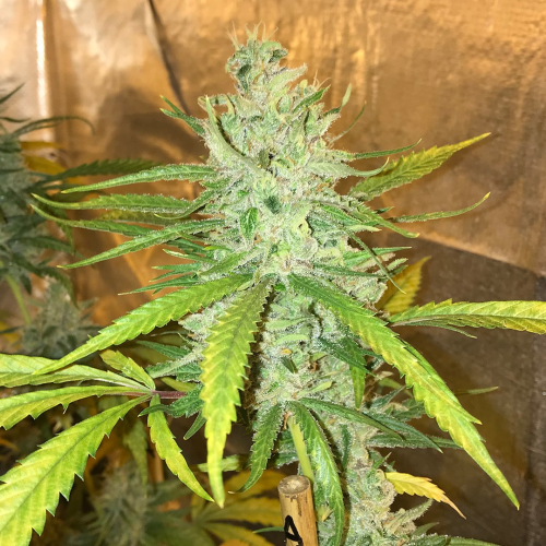 Soma Seeds - Amnesia Haze