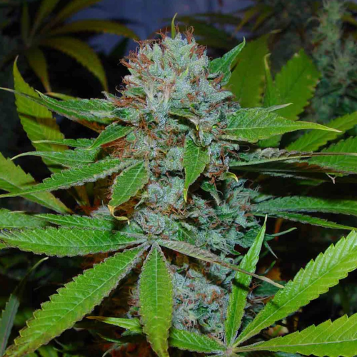 Soma Seeds - Buddhas Sister
