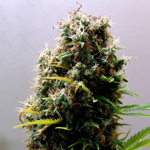 Soma Seeds - Kushadelic