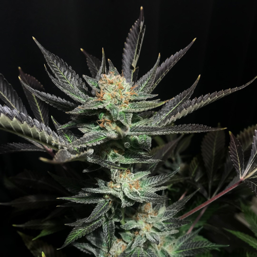 Soma Seeds - Lavender OG
