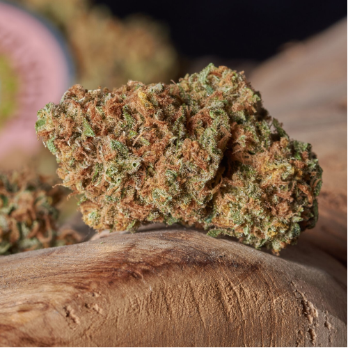 Soma Seeds - Lavnesia