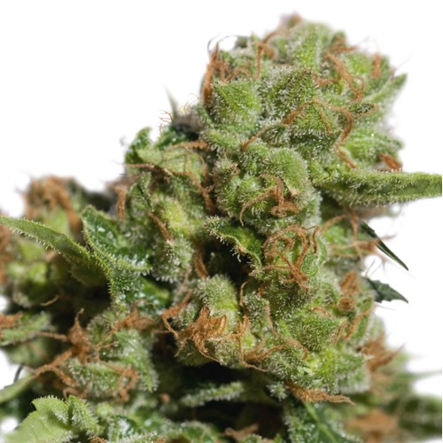 Super Sativa Seed Club - Auto Bruce Lemon Diesel