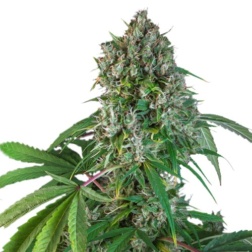 Super Sativa Seed Club - Karels Herer Haze