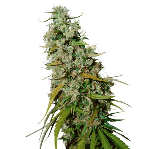 Super Sativa Seed Club - Kees Old School Haze regular