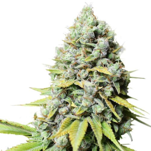 Super Sativa Seed Club - Kosher Haze