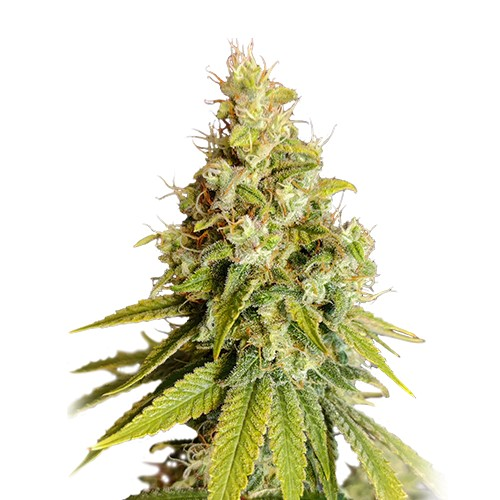 Super Sativa Seed Club - Lemon OG