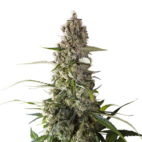 Super Sativa Seed Club - Prima Holandica regular