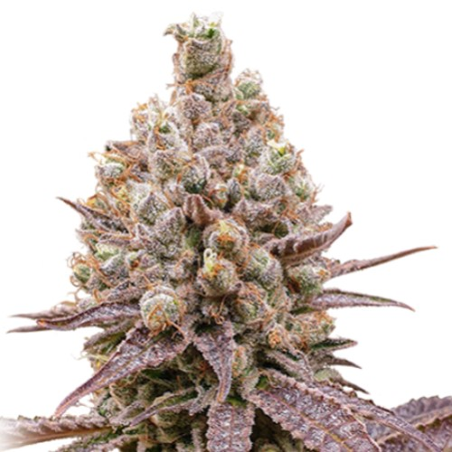 Super Sativa Seed Club - Purple OG Punch