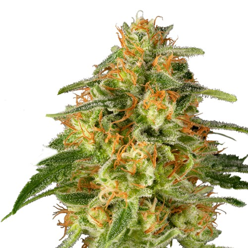 Super Sativa Seed Club - TNT Trichome