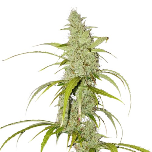 Super Sativa Seed Club - Auto Creeper