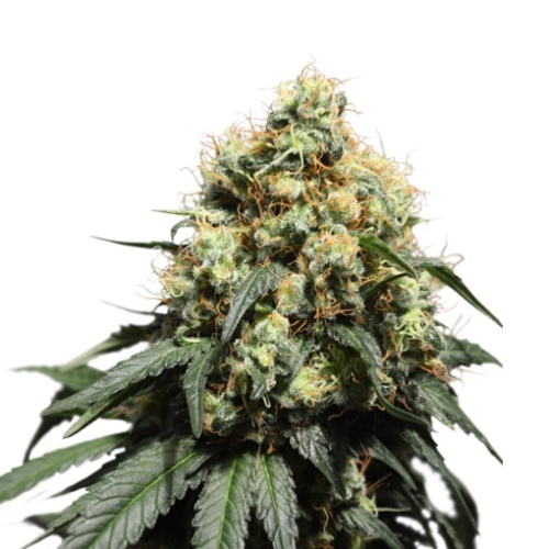 Super Sativa Seed Club - Bruce Lemon Diesel