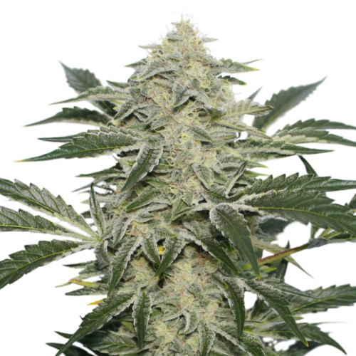 Super Sativa Seed Club - Creamy Kees regular