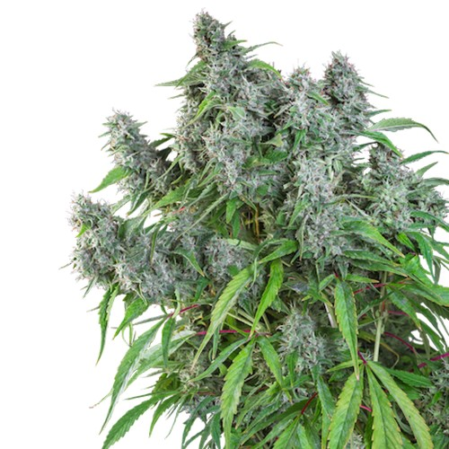 Super Sativa Seed Club - Frosty Friday regular