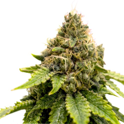 Super Sativa Seed Club - Karels Dank regular