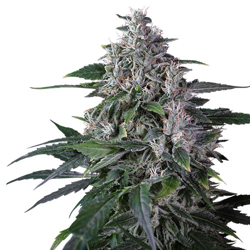 Super Sativa Seed Club - Karels Haze regular