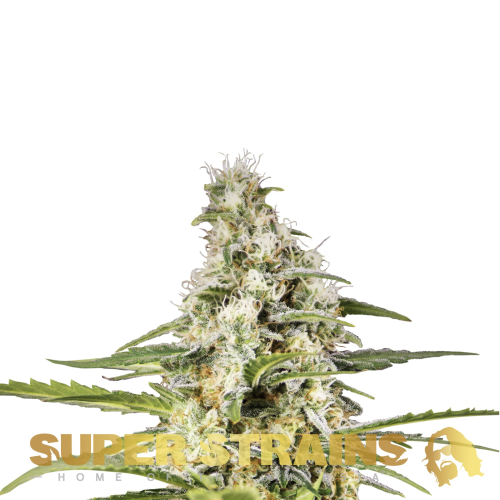 Super Strains - Girl Scout Cookies
