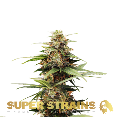 Super Strains - Hermana De La Noche