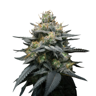 Super Strains - Kush Mints Auto