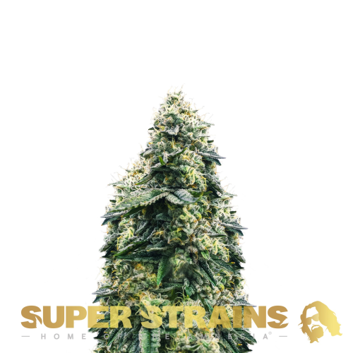 Super Strains - El Cucaracha