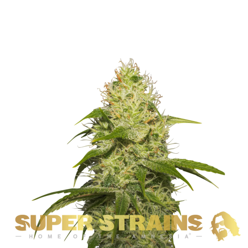 Super Strains - La Jefa