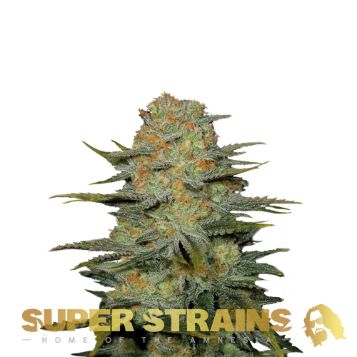 Super Strains - Amajikoym