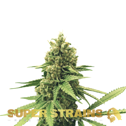 Super Strains - DFA Auto