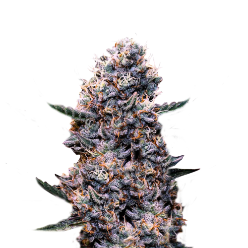 Super Strains - Do-Si-Dos Auto