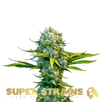 Super Strains - Next Of Kin