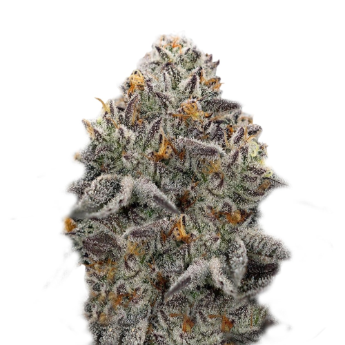 Super Strains - Oreoz