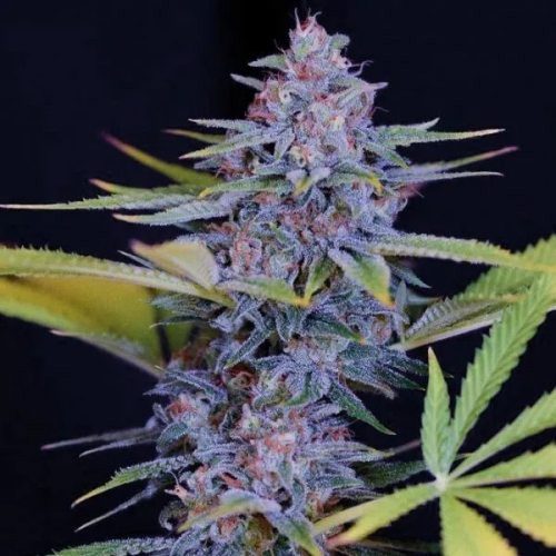 Spliff Seeds - Afghani Gold