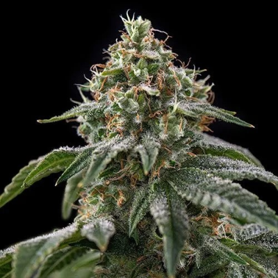 Spliff Seeds - Girl Scout Cookies