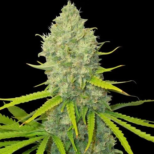 Spliff Seeds - Bubblegun regular