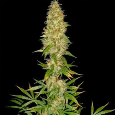 Spliff Seeds - Royal Thai regular