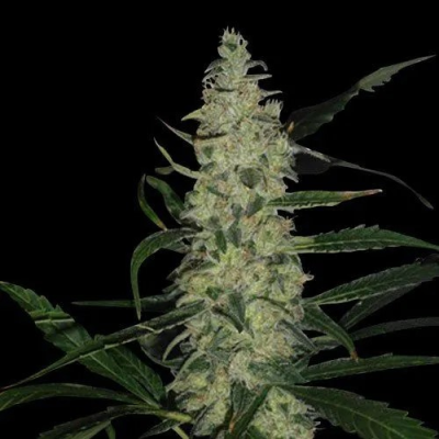 Spliff Seeds - Super Skunk
