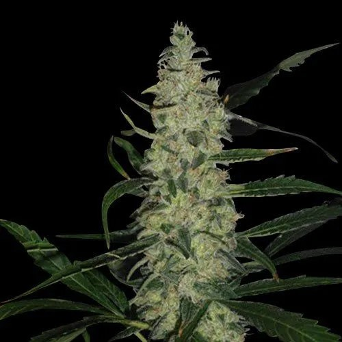 Spliff Seeds - Super Skunk