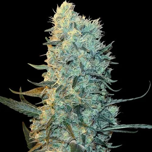 Spliff Seeds - Power Plant regular
