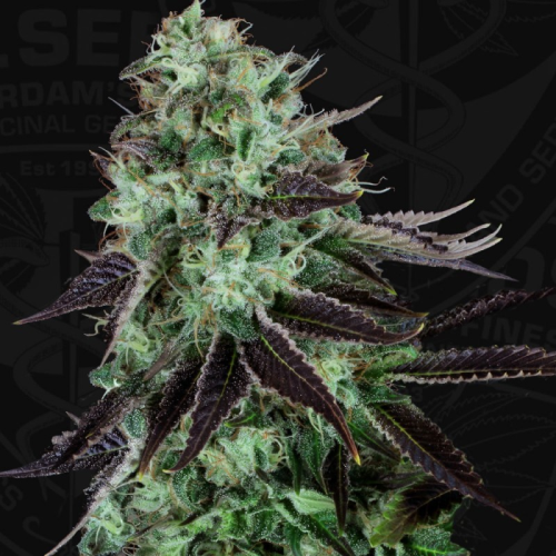 T.H. Seeds - Darkstar regular